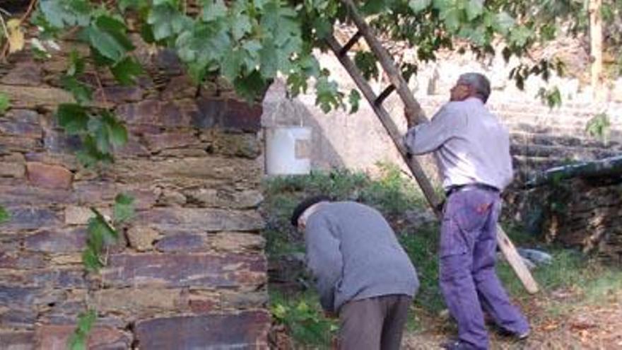 Los vecinos acomodan la escalera para recoger el fruto.