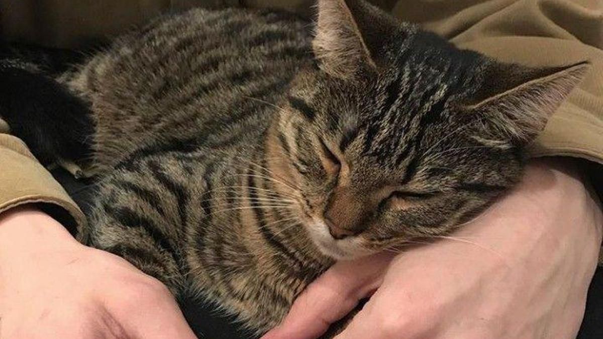 Latiene tiene censados a 23.038 gatos