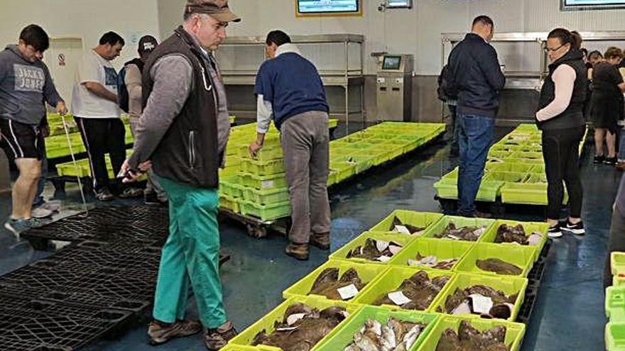 Instantes previos a la subasta del pescado en una lonja gallega.