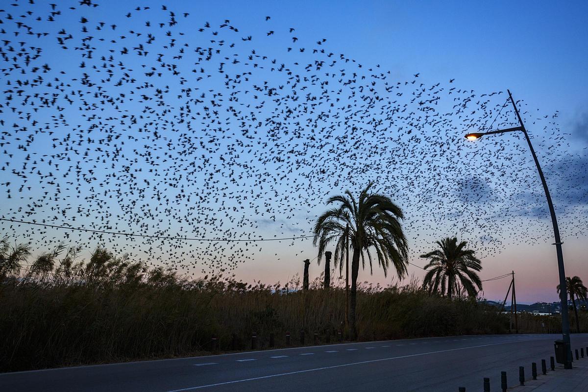 Cazados al vuelo