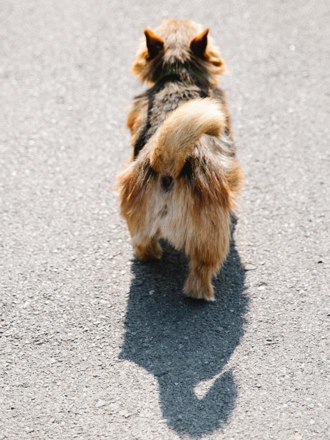 Los peros pequeños suelen ladrar más que los perros grandes y medianos.