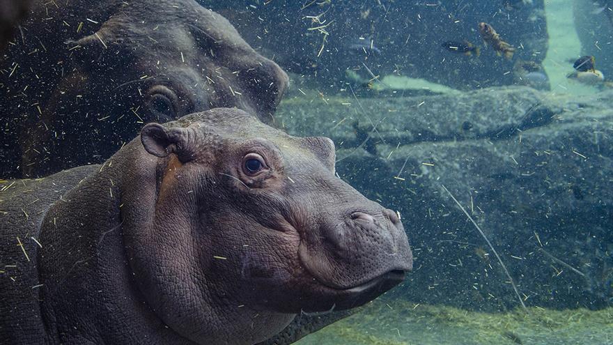 El bebé hipopotamo Gori cumple 6 meses en BIOPARC Valencia.