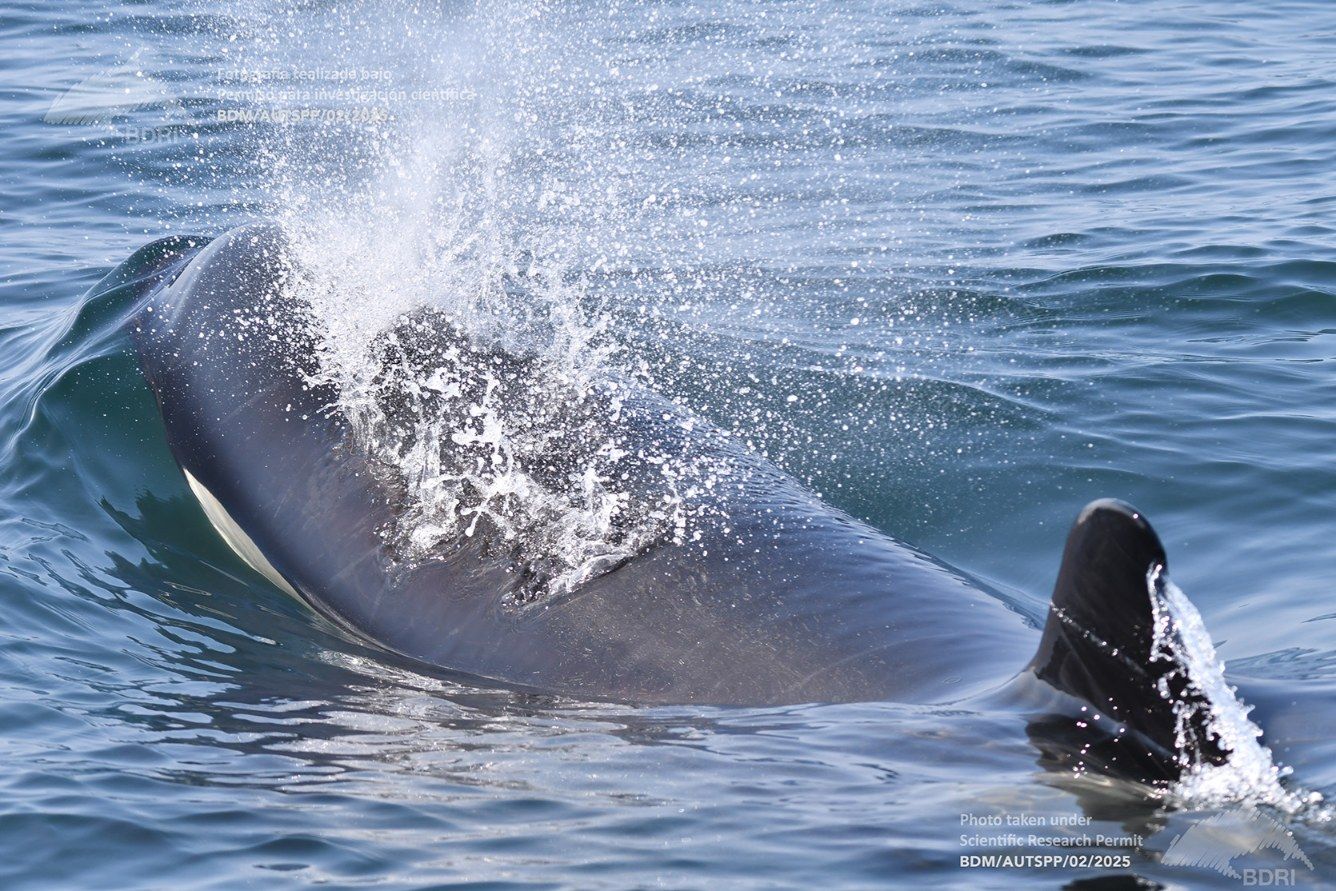 Biólogos, doctores y estudiantes del BDRI hacen un estrecho seguimiento de los mamíferos marinos en las rías de Vigo, Pontevedra y Arousa.