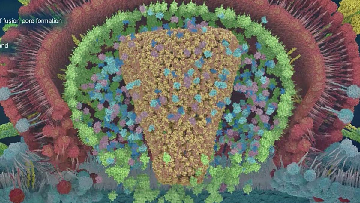 Ilustración de un virus del VIH infectando a una célula diseñada por Agustín Valenzuela y David Reyes. | | @SCI3DART