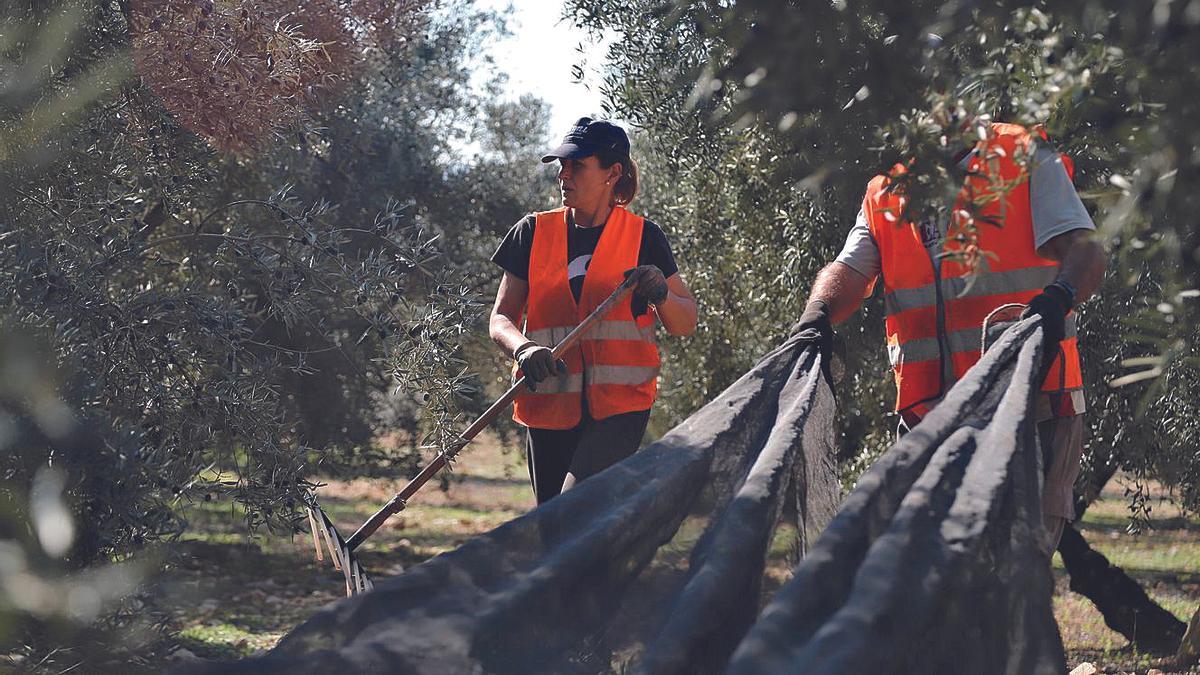 Dos jornaleros en una finca de la provincia de Córdoba.