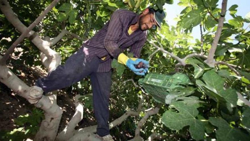 Un agricultor del Camp d&#039;Elx subido en una higuera para recoger los higos durante la campaña de verano de este año.