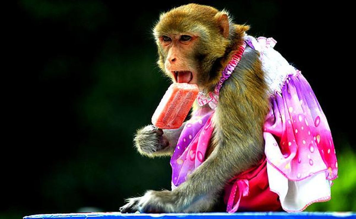 Un mico menja un gelat al zoològic de Qingdao, a laXina. La majoria d’animals del parc han de ser atesos permanentment per evitar sufocacions.