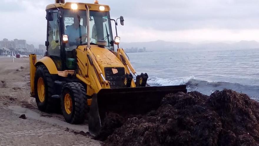 Retirada de algas de las playas de Alicante tras los temporales