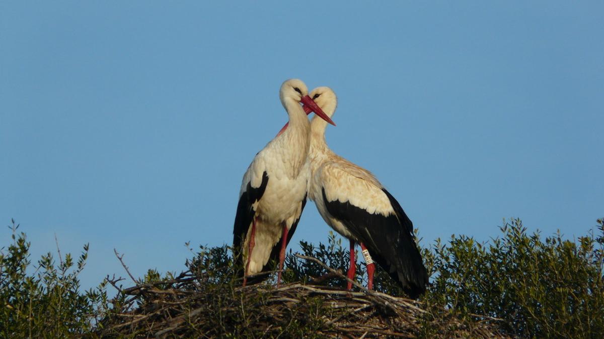 Una pareja de cigüeñas.