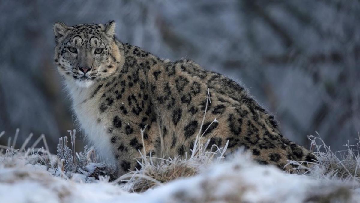 amadridejos35987421 a snow leopard walks in its enclosure at the rzss highland w161021115346