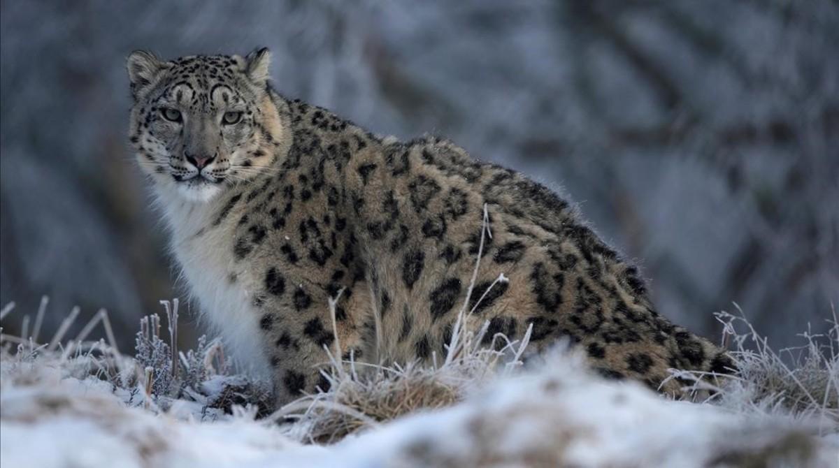 Un leopardo de las nieves en una reserva en cautividad en el Reino Unido.