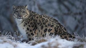 Un leopardo de las nieves en una reserva en cautividad en el Reino Unido.