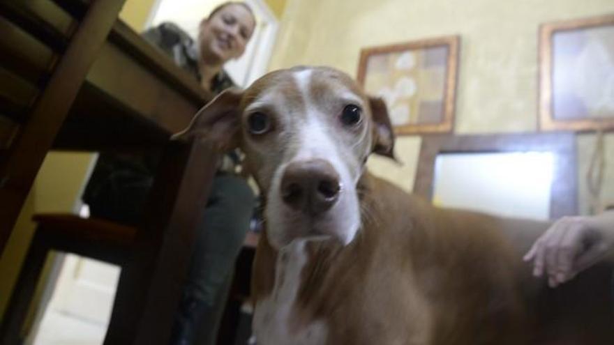 Ashé y su dueña Isachi Rodríguez, ganadores del Carnaval Canino 2016