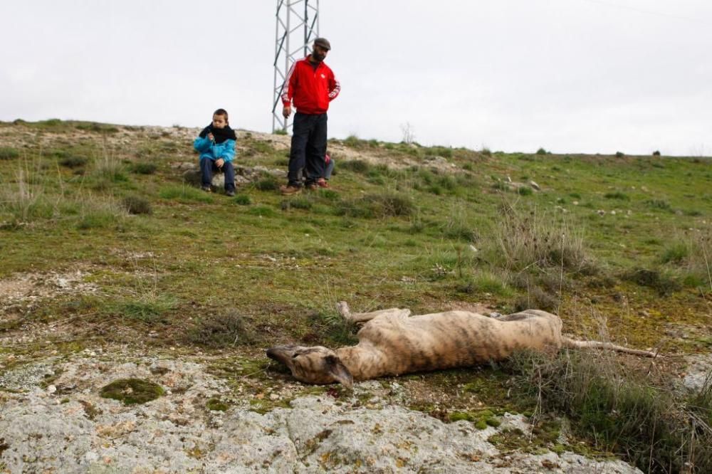 Un cazador mata dos galgos y amenaza al dueño