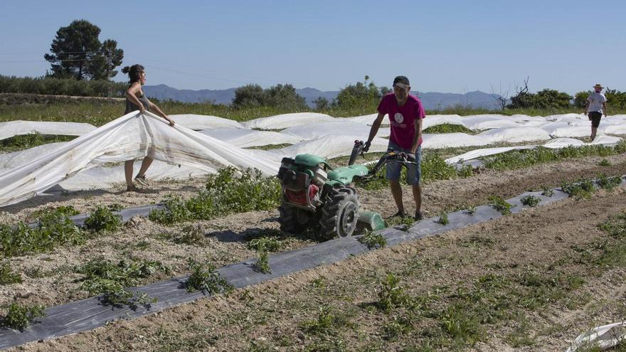 El tirón de los frutos secos permite elevar la superficie dedicada al cultivo ecológico en la Ribera