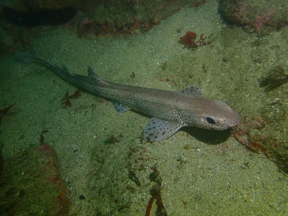 La vida submarina en A Coruña tras la cuarentena