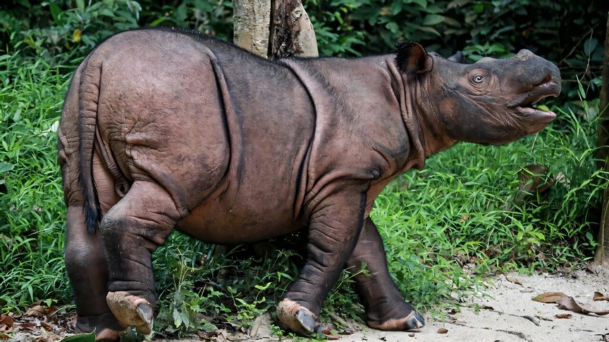 ÚLTIMO RINOCERONTE DE BORNEO | Carrera contrarreloj para capturar al último rinoceronte de Borneo y evitar su extinción