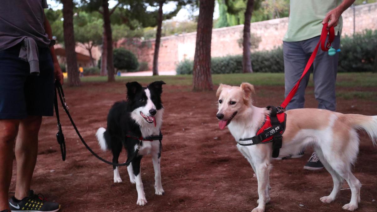 Imagen de archivo de dueños de perros en València.