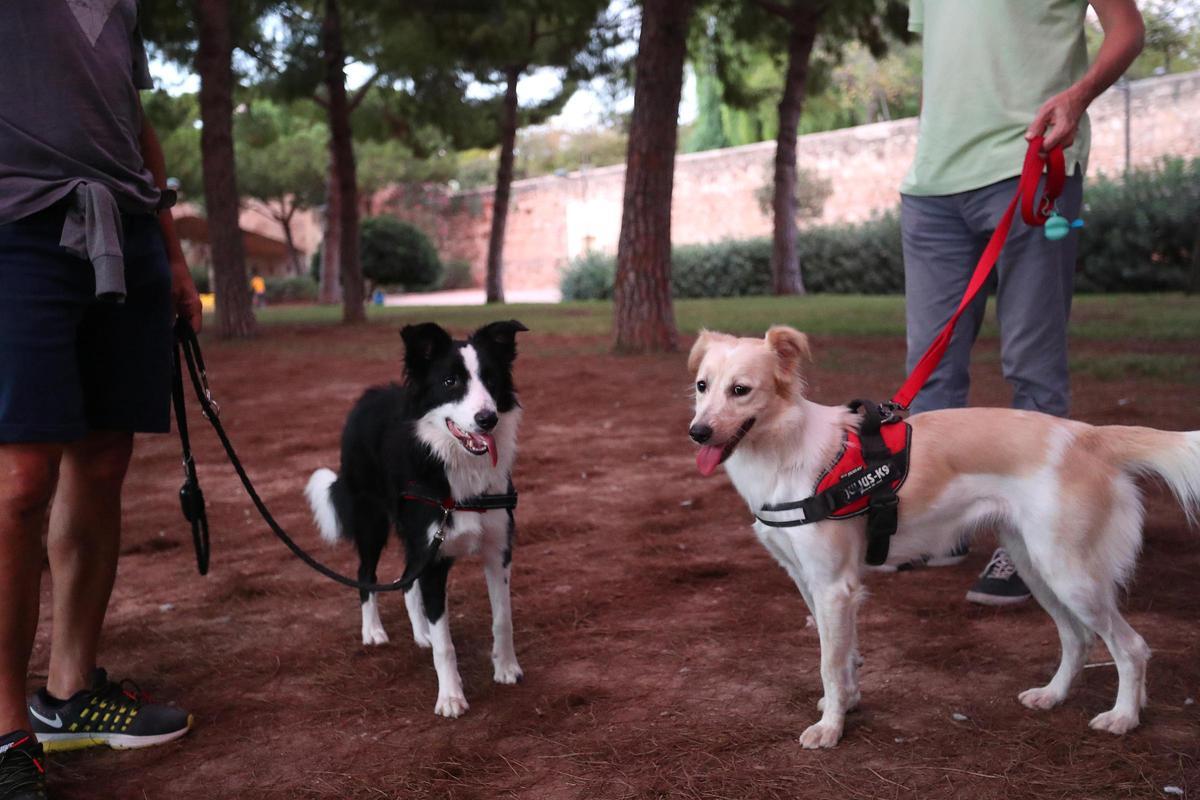 Imagen de archivo de dueños de perros en València.