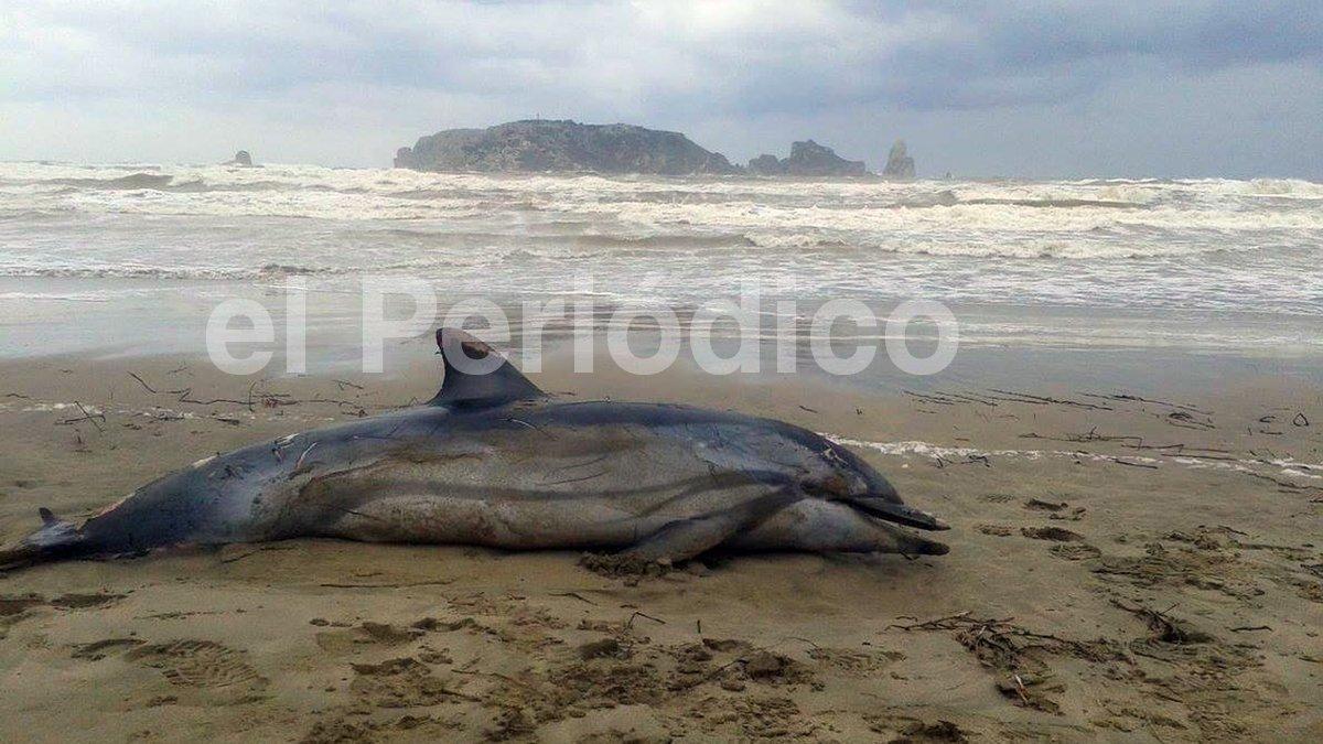 Aparece un delfín muerto en la playa de Estartit