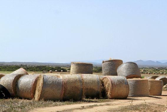 Volkswirtschaftlich spielt Mallorcas Landwirtschaft kaum noch eine Rolle – ohne sie aber wäre die Insel wesentlich ärmer. Warum das so ist – und wie wir sie alle unterstützen könnten.