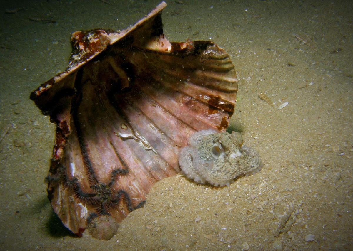 Conchas de almeja o navajas, los escondites favoritos de los pulpos juveniles de Cíes