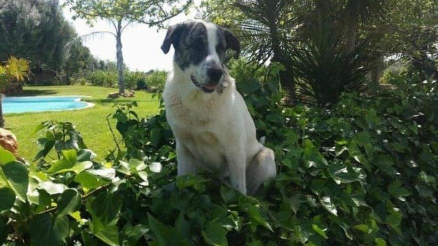 La dueña de Chico, el perro perdido en las inundaciones, pide ayuda para encontrarlo