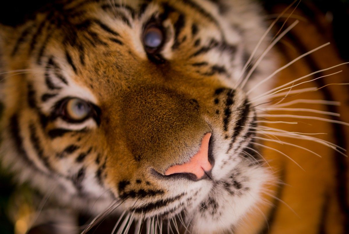 AÑO NUEVO CHINO 2022  HORÓSCOPO CHINO 2022: ¿Qué animal eres y qué te  depara el año del Tigre? 🐯