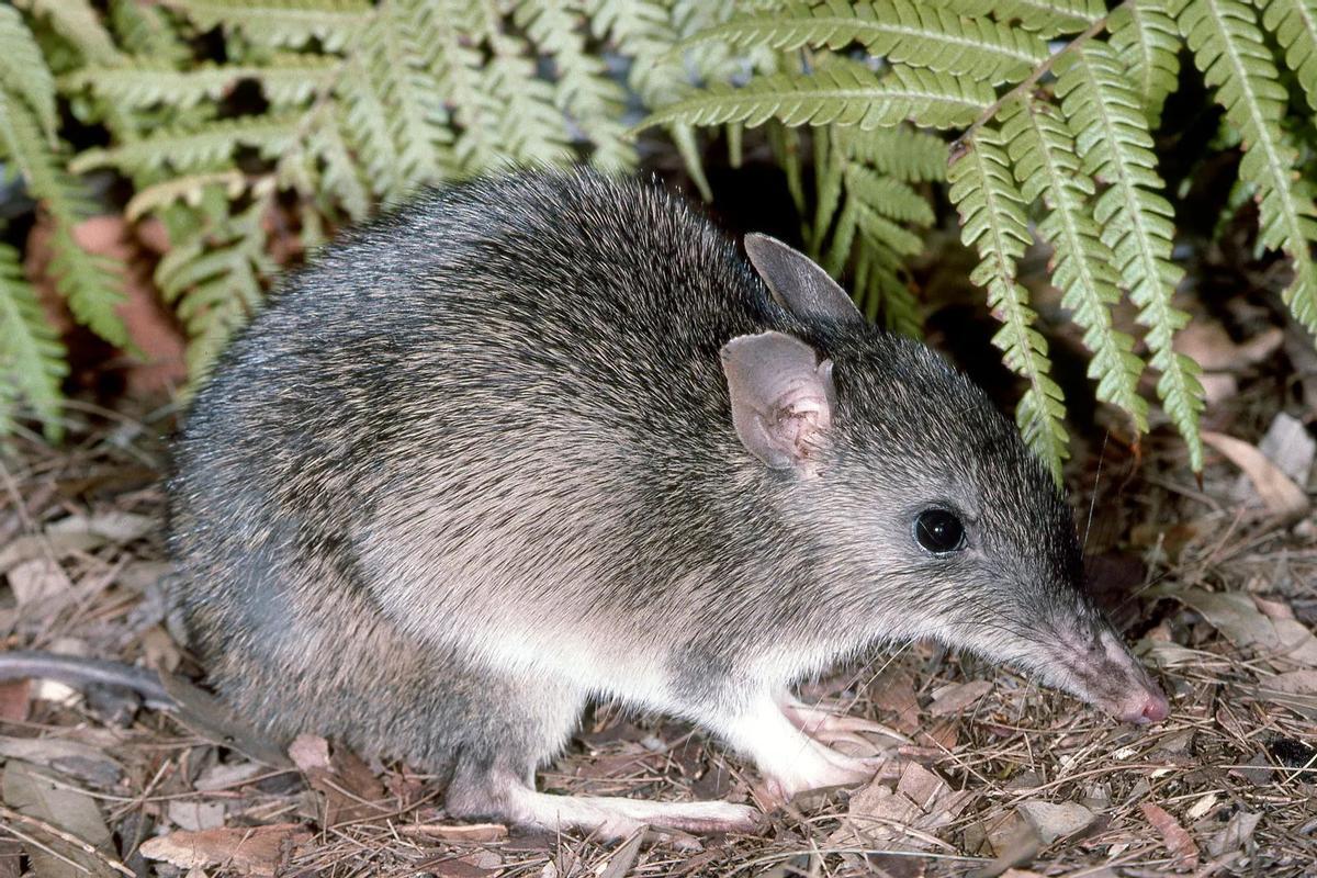 Tres especies de bandicut han sido declaradas extintas en 2025