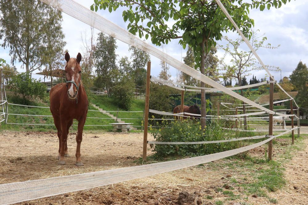 Santuario de caballos CYD Santa María en Alhaurín