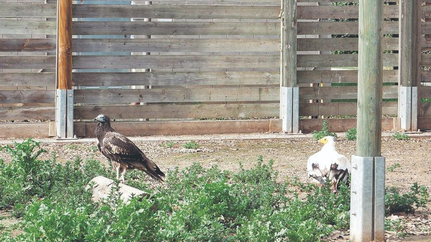 Los molinos eólicos son el principal riesgo para las aves en Aragón