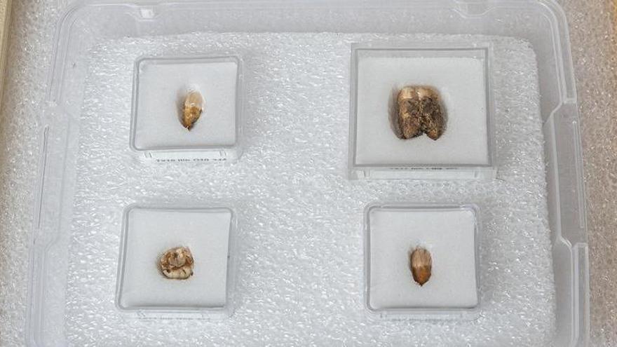 Dents d’individus Neandertals de fa aproximadament 50.000 anys - Arxiu/Oscar Bayona