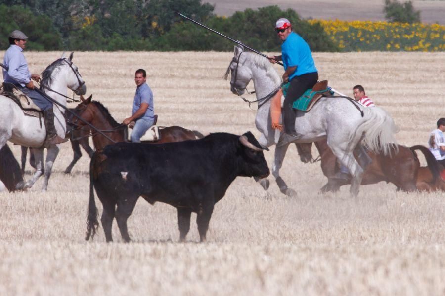 Fiestas en Zamora: Encierro campero en VIllaescusa