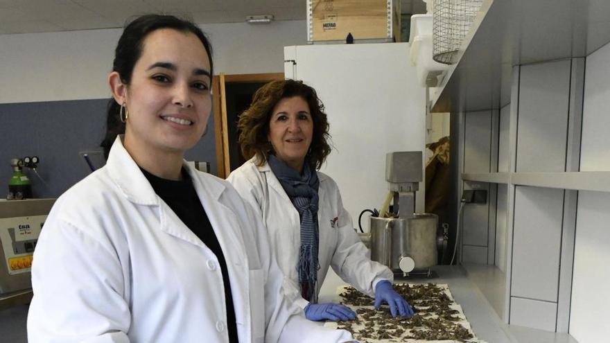 Una investigadora de la UMU desarrolla una cubierta de algas para conservar los alimentos