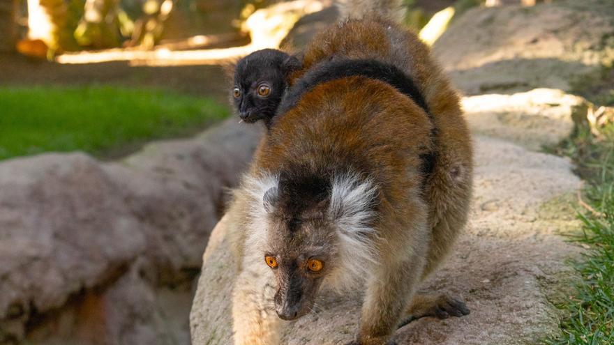 Nace una cría de lémur negro en Bioparc Fuengirola