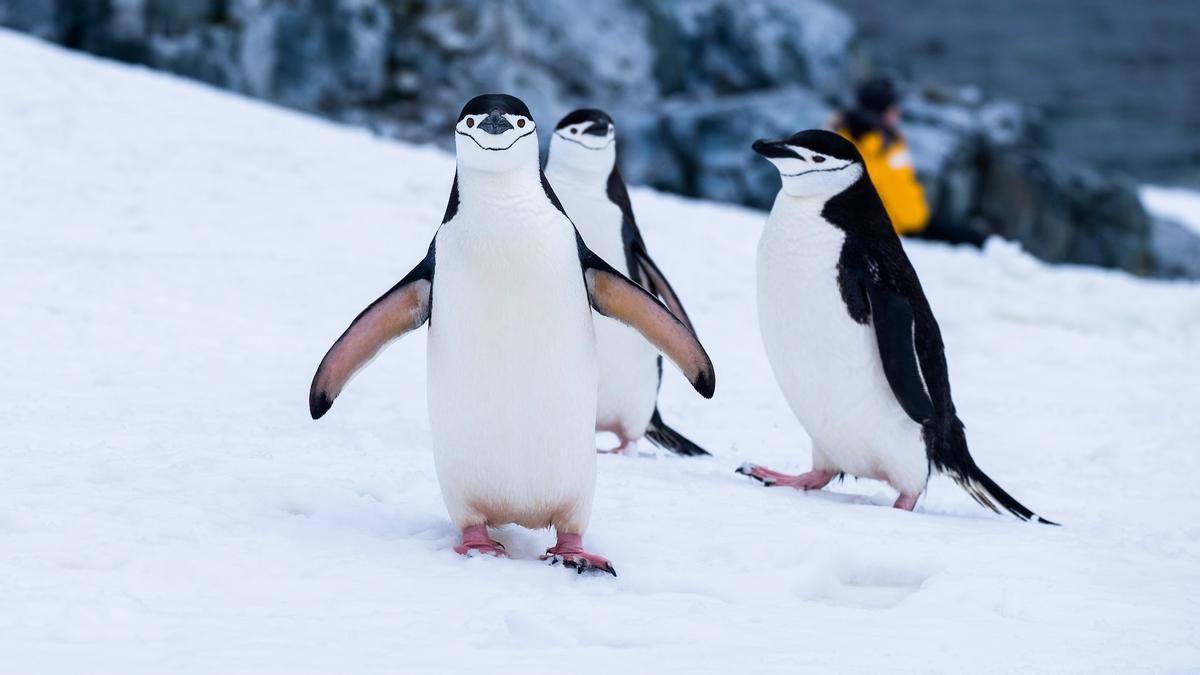 Tres pingüinos barbijos.