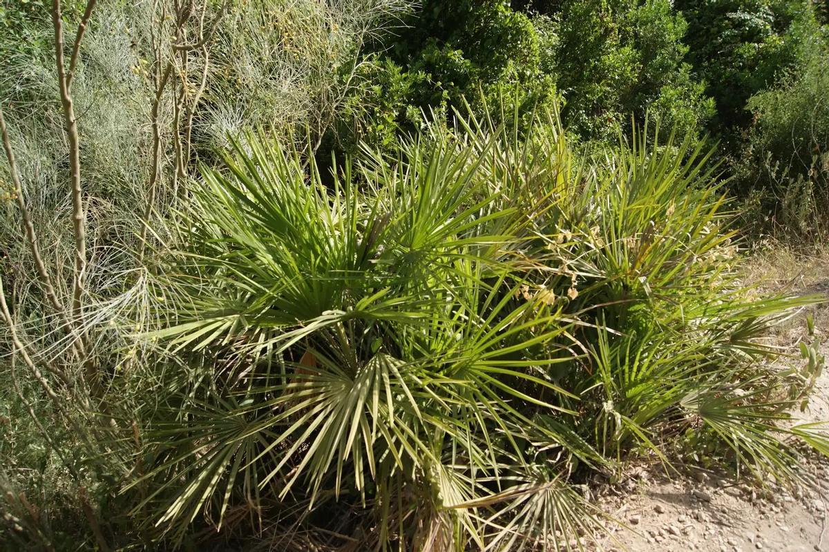 El palmito, única palmera originaria de Europa, presente en los planes de reforestación.