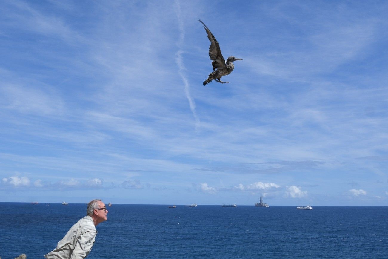 Suelta de un alcatraz en La Laja