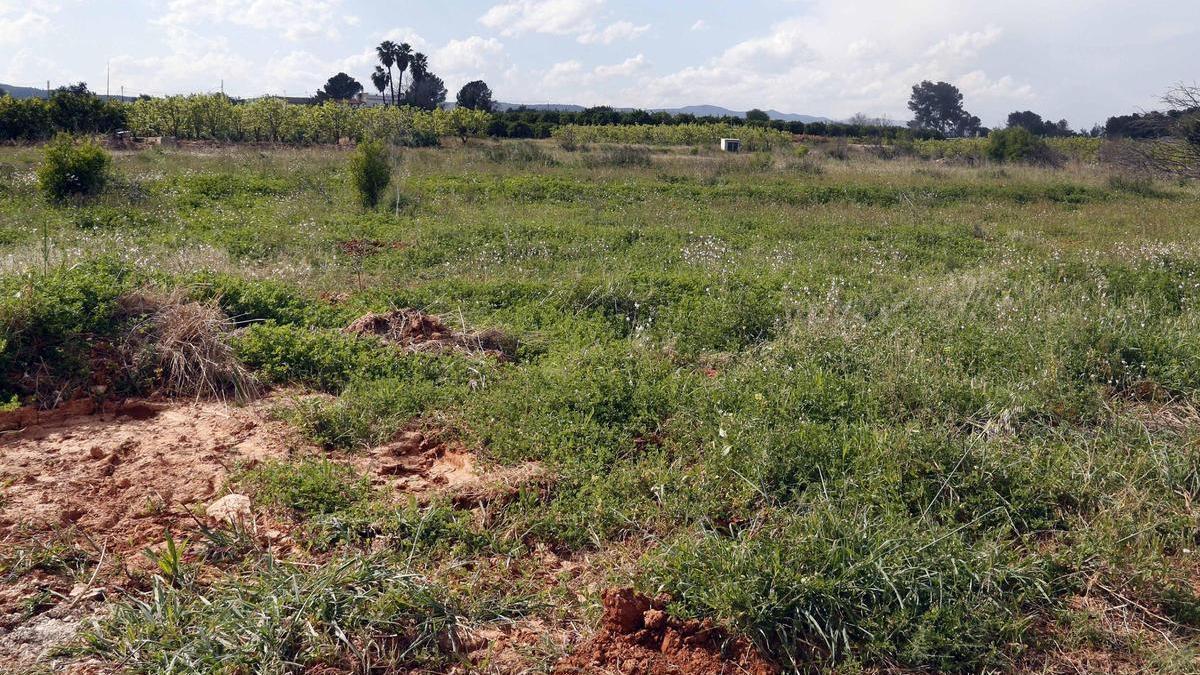 Terrenos que ocupaba el PAI de la Garrofera y en los que se proyectaron las fotovoltaicas.