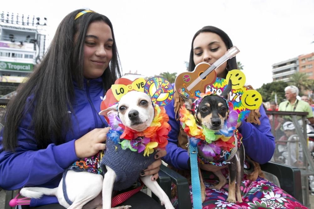 Carnaval de Las Palmas de Gran Canaria 2017: Carnaval Canino