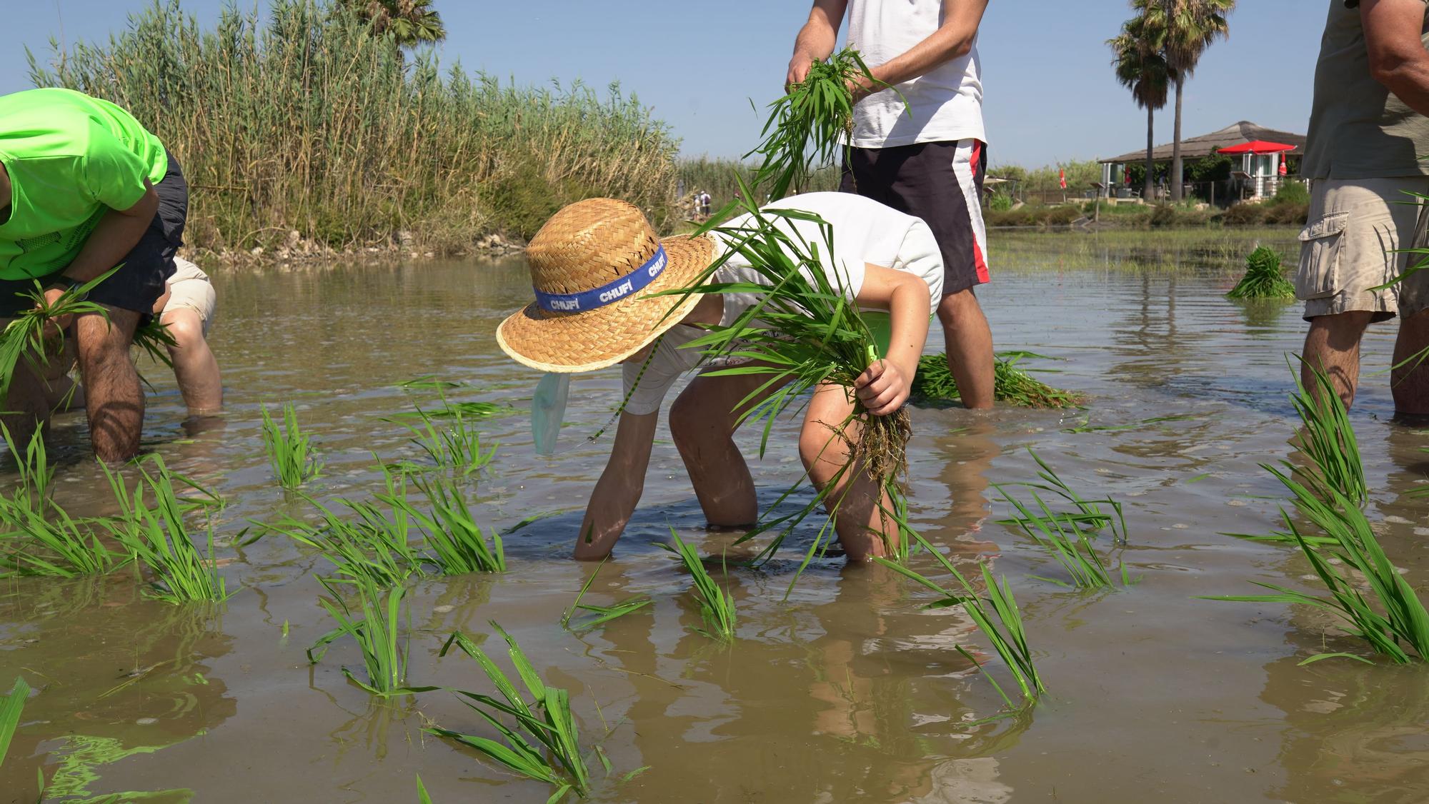 Turismo arrocero: así se puede conocer cómo se planta el arroz de l'Albufera