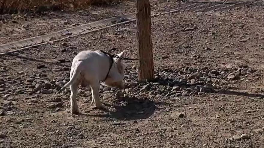 Málaga instala un &#039;pipican&#039; en una antigua fosa común de la Guerra Civil