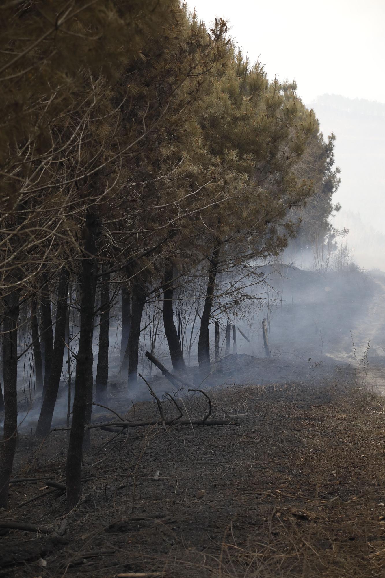 Pinares destruidos en el entorno de Navelgas.