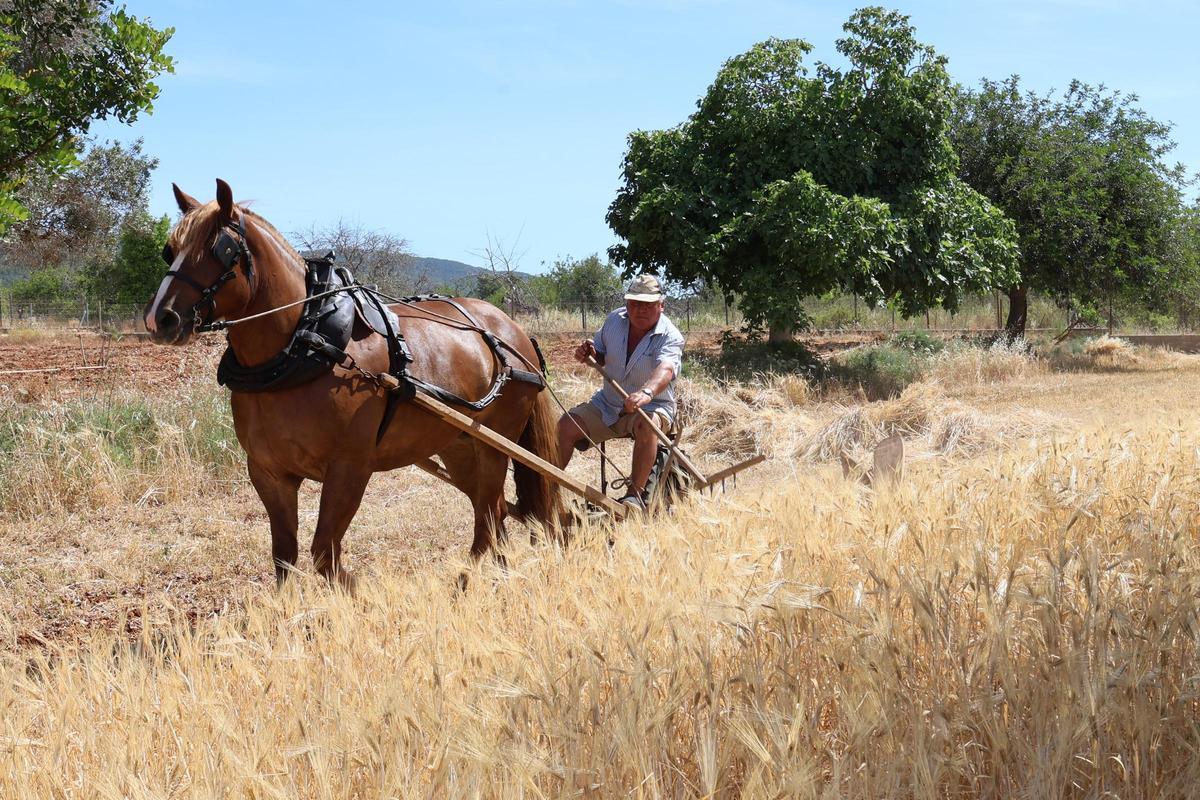 Mariano Ferrer, con su segadora de tracción animal.