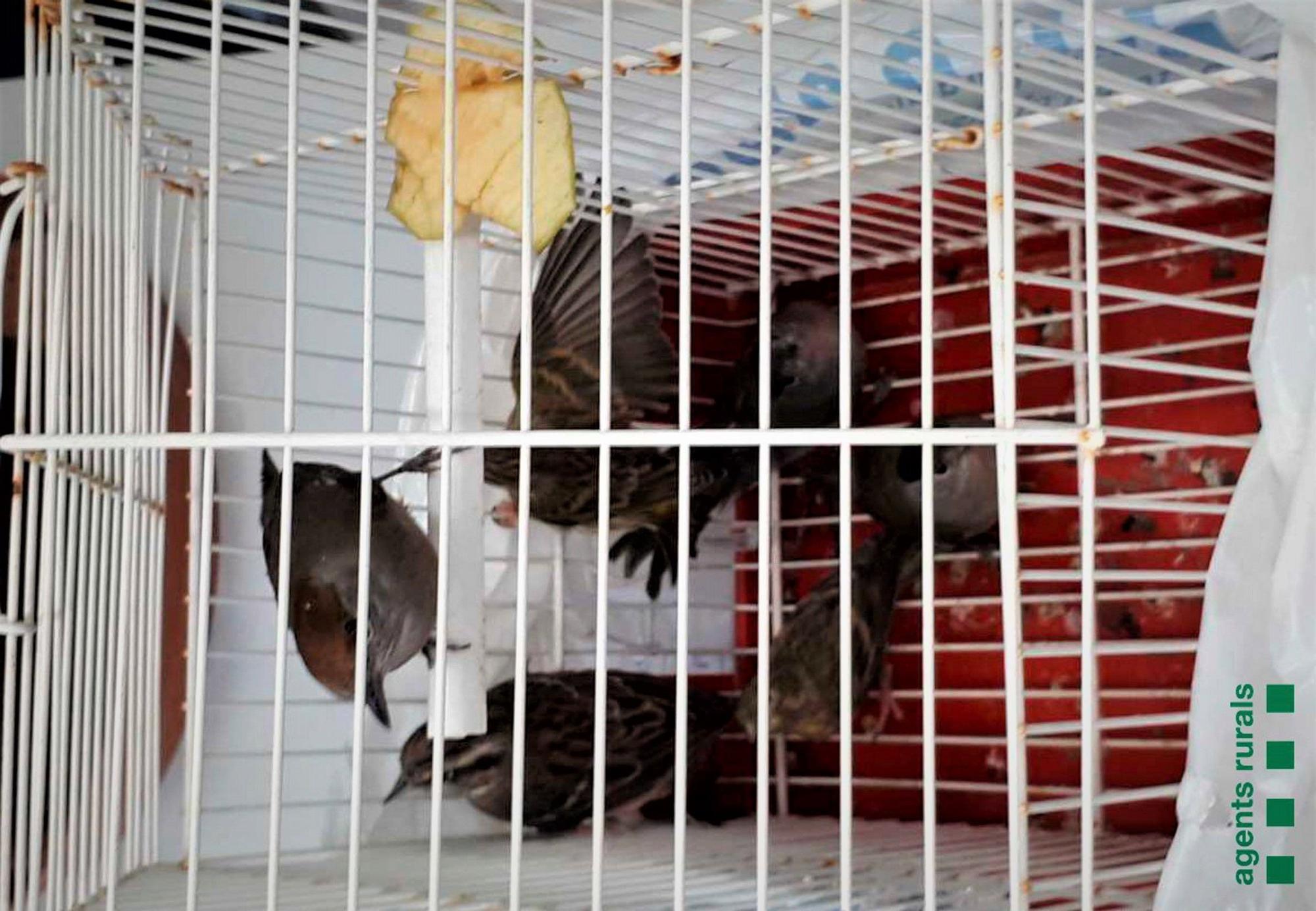 Pájaros recuperados por Agents Rurals en Mataró.