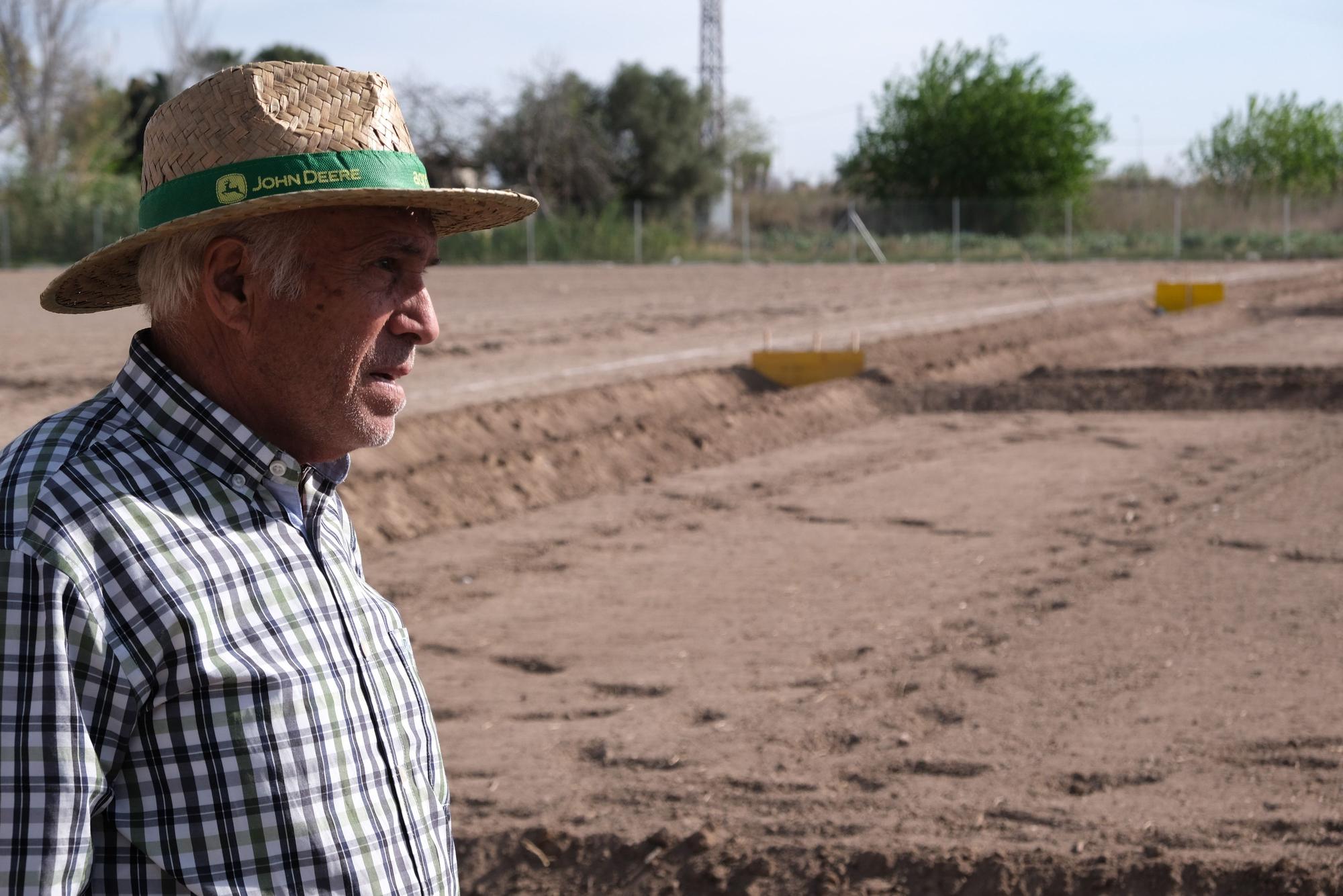 Así es la siembra de cáñamo en Callosa de Segura