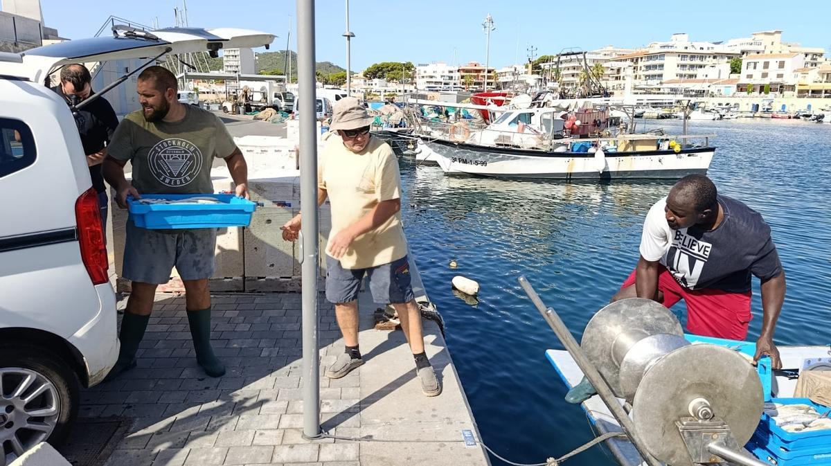 FOTOS | Las primeras llampugas llegan al puerto de Cala Rajada FOTOS | Las primeras llampugas llegan al puerto de Cala Rajada