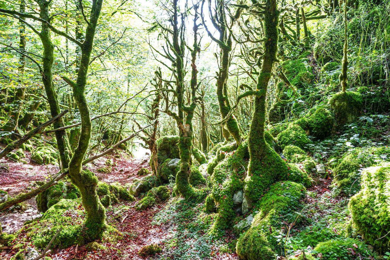 Bosque de hayas en la Selva de Irati, Navarra