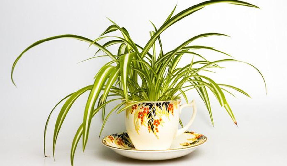 Siete plantas de interior que te ayudarán a dormir mejor