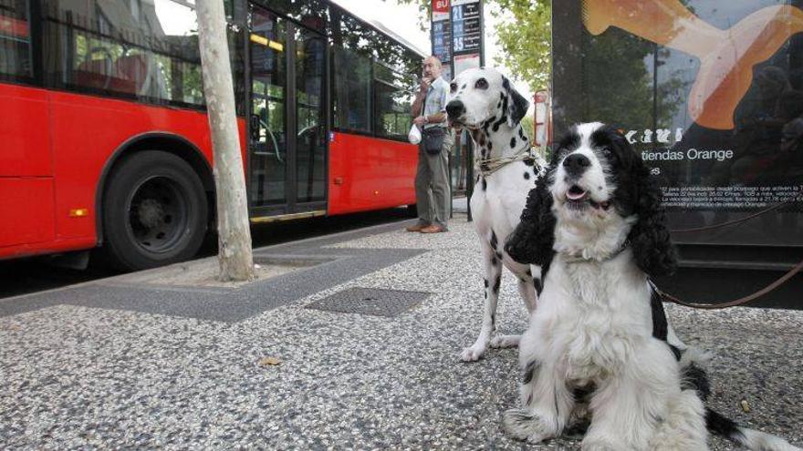 Zaragoza abre el debate sobre el acceso de perros al autobús
